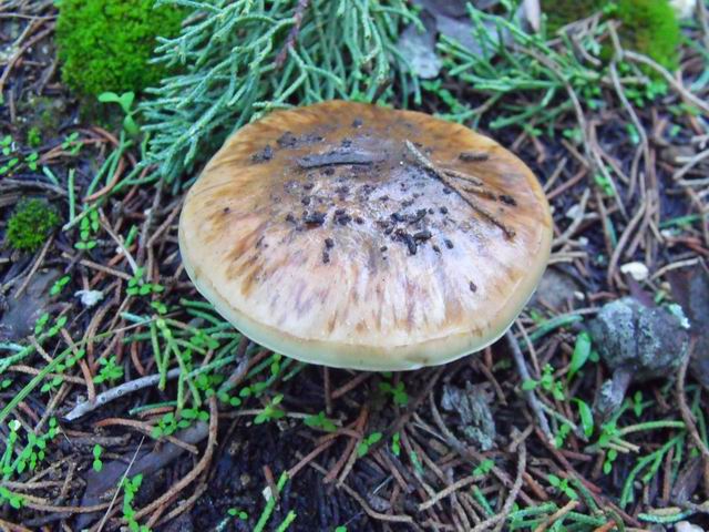 determinazione 1 (Pholiota sp.)